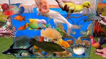 Tổng hợp các video cá cảnh đẹp, động vật dễ thương, cá mập trắng, cá mập đen, vịt cute, bạch tuộc