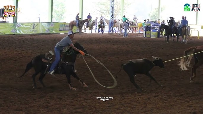 Nokota é uma raça de cavalo rara na América do Norte - Team Roping Brasil