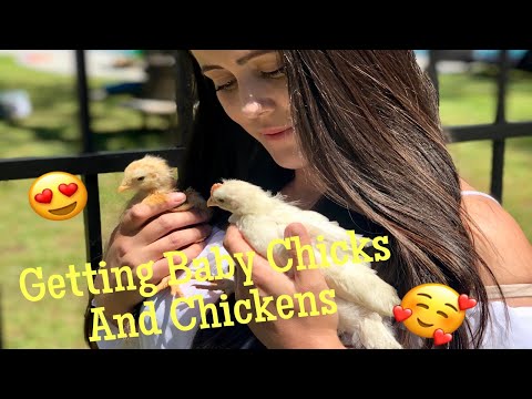 Homesteading: Getting Chickens and Chicks.. FIRST TIME
