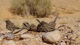 Arabian babblers water dance