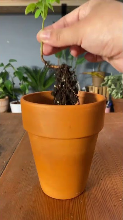 Growing a starfruit tree from seed #plants #plantslover #indoorgardening #garden #fruittree #seeds