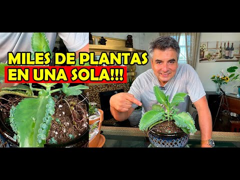 Video: Madre de miles Información de plantas - Cómo cultivar Kalanchoe Daigremontiana