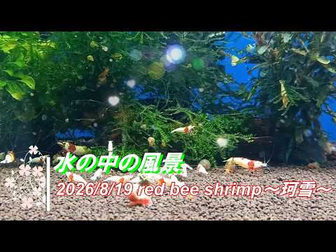 2026/8/19 水の中の風景 -New aquarium tank- #レッドビーシュリンプ #珂雪 #アクアリウム #aquarium #癒し #healing