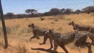 Préparer Les Guépards À Leur Future Vie De Félins Sauvages - Cheetah Conservation Fund Namibie