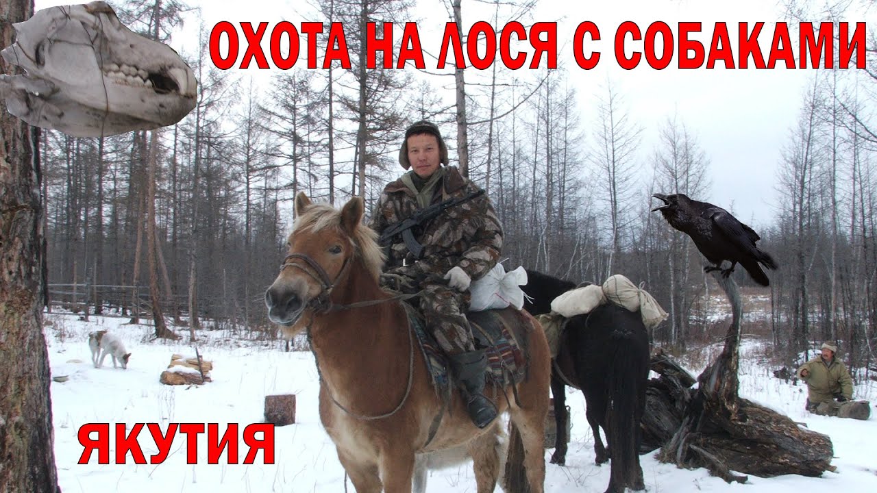 собака на копытных