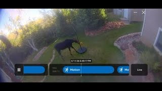 Moose plays tetherball for 3 minutes in Bear Lake, Utah backyard