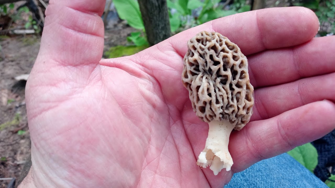 Indiana Morel Mushrooms 2022 YouTube