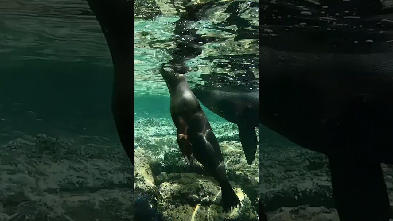 Two sea lions pals