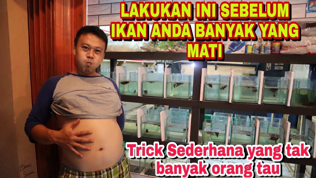 CARA MENCEGAH IKAN CUPANG KEMBUNG BAHKAN SISIK NANAS