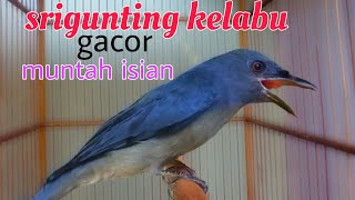 Srigunting saeran kelabu gacor muntah isian