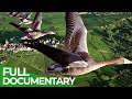 Birds of Passage - A Secret Journey Through the Skies | Free Documentary Nature