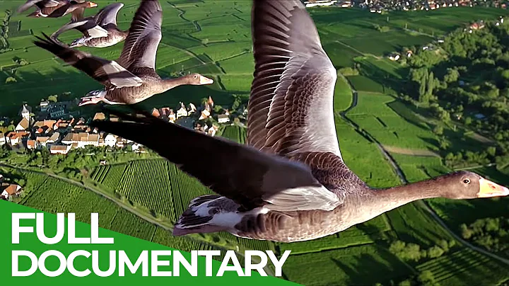 Birds of Passage - A Secret Journey Through the Skies | Free Documentary Nature