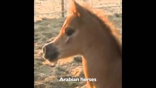 خيل عربي اصيل مهرة عربيه اصيله بنت مجك هيوبنتك ومنارا  2016 FILLY ARABIAN HORSES CUTE