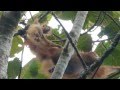 Orangutans in wild Sumatra