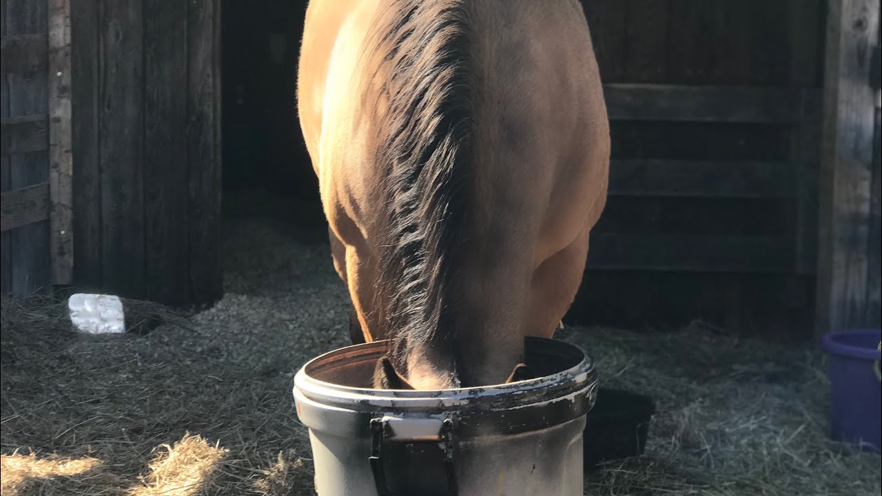 Soaking Hay