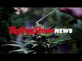 How Some THC Is Legal — For Now | RS News 1/19/21
