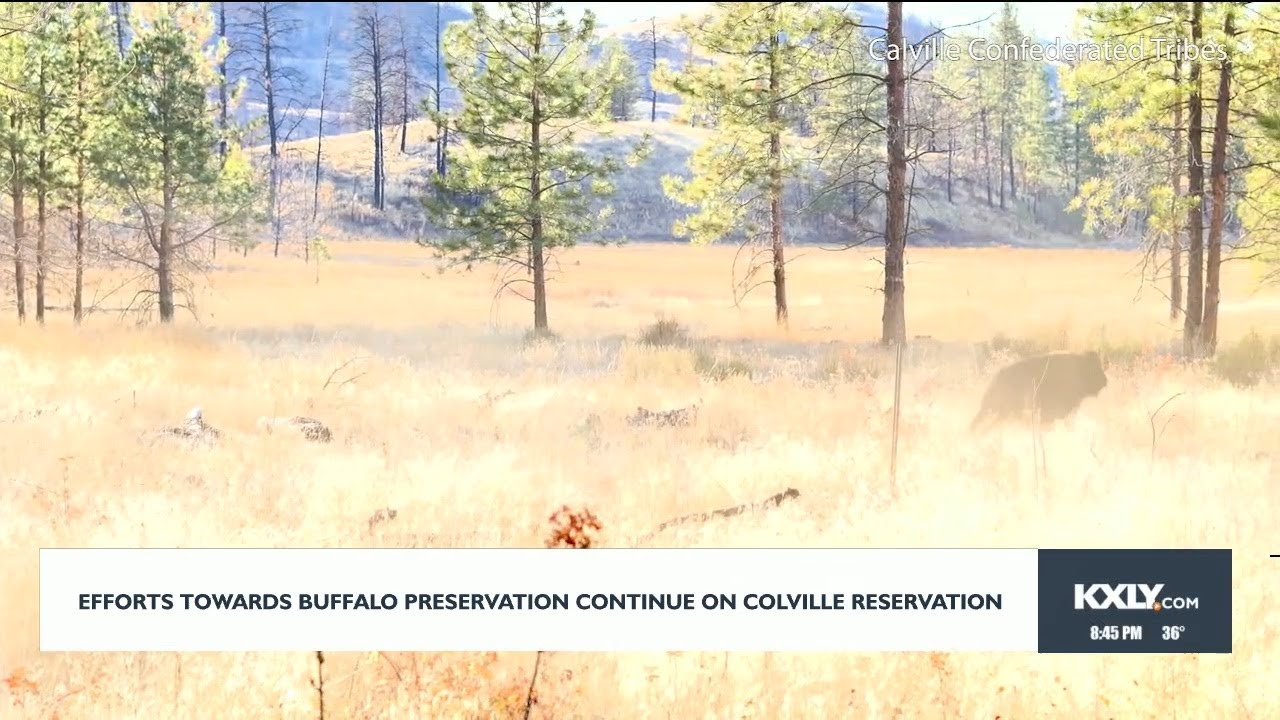 Buffalo preservation efforts continue on Colville Reservation