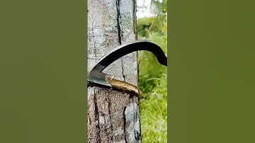unique technique for tapping rubber from trees #shorts