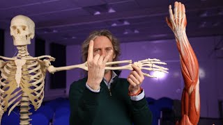 Origins and insertions of finger muscles