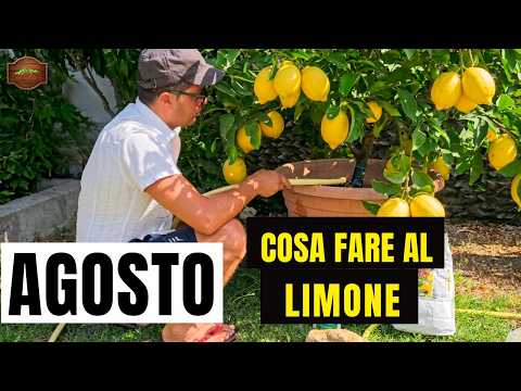 Video AGOSTO-TUTTO CIÒ CHE DEVI FARE ALLA PIANTA DI LIMONE - DALLA CONCIMAZIONE, POTATURA, RINVASO ECC.
