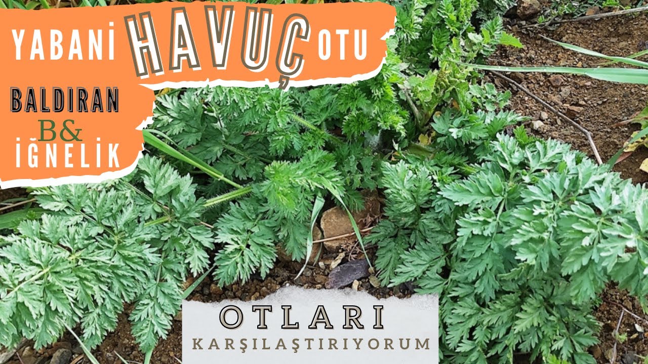 Сравнение съедобных сорняков / ДИКОЙ МОРКОВИ, болиголова и иглы