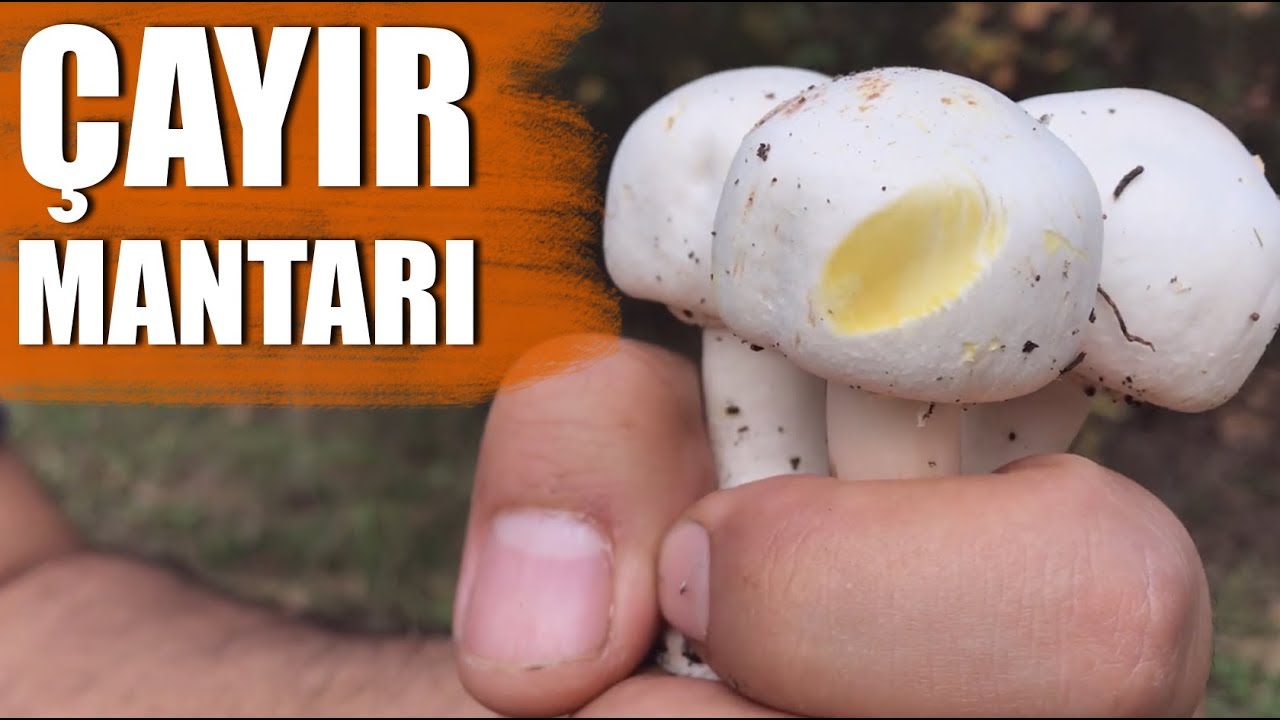 Çayır Mantarı Çeşitleri. Agaricus SP