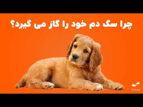 تصویری: آیا سگ صاحبش را گاز می گیرد؟