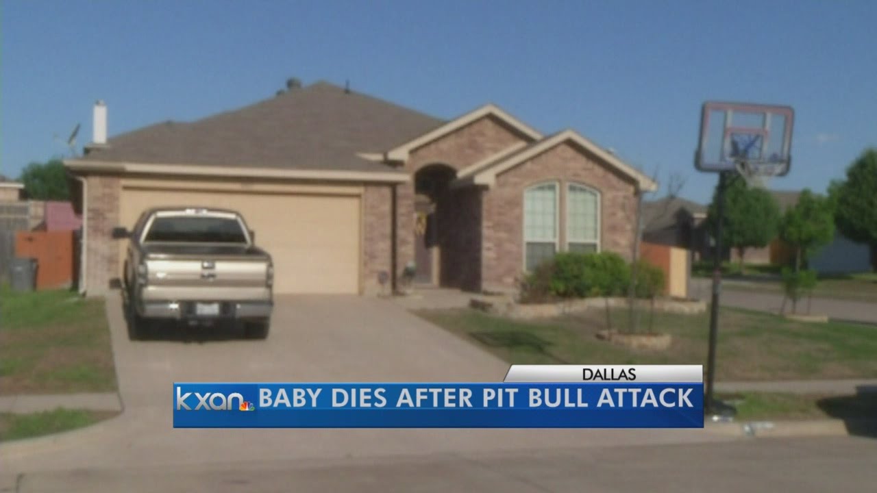Texas baby killed after being attacked by family's dog - YouTube