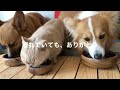 入院５日目の経過報告と、ちいむうととろの近況動画
