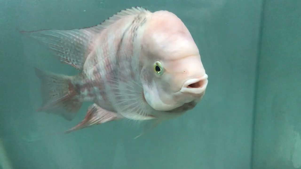 Chia sẻ kinh nghiệm và một số vấn đề thường gặp ở khỉ đỏ| DuaHauKamFa| 0938429133| #calahan