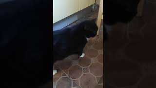 Мася Разговаривает / Talkative Cat