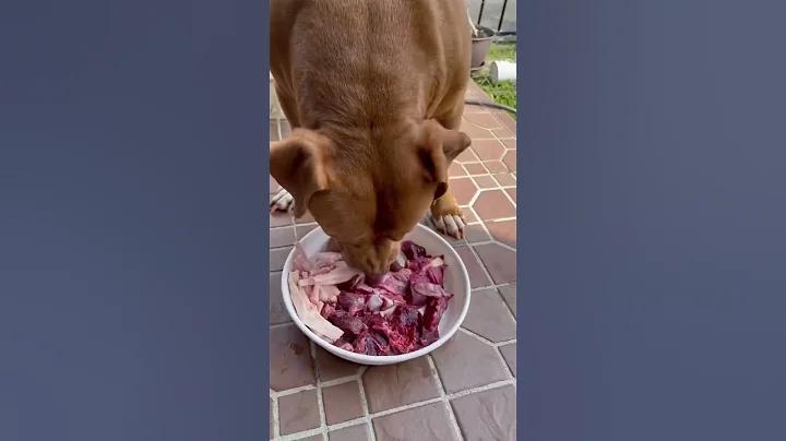 ASMR Mukbang Pitbull Eating Raw Foods - DayDayNews