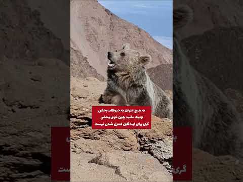 اینجا ایران خودمونه فقط کافی بود خرس یه پنجه بندازه با طبیعت درست و اصولی رفتار کنید
