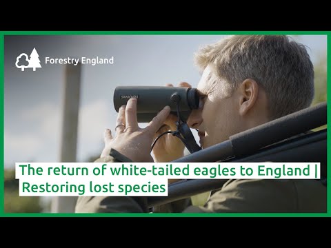 Video: Sunt vulturii cu spatele alb omnivori?
