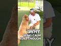 Dog Training Mindset Shift: Why Being Calm Isn’t Enough!