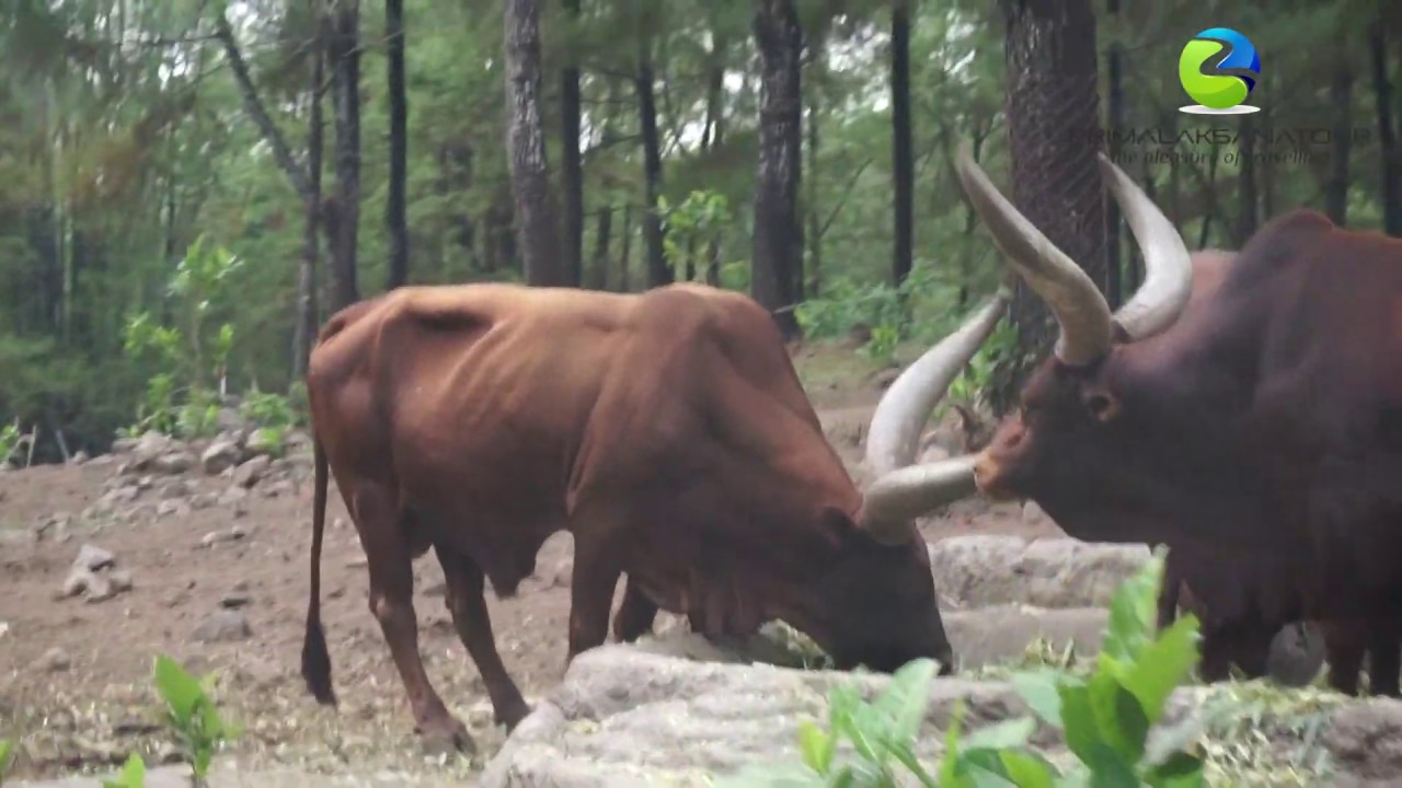 SMP N 1 Kebumen Wisata Edukasi goes to Batu, Malang bersama PrimalaksanaTour