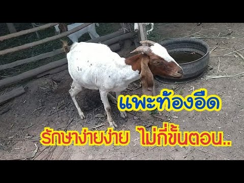 แพะท้องอืด รักษาง่ายๆไม่กี่ขั้นตอน | ลักษณะแพะท้องอืดเบื้องต้น by ชีลองฟาร์ม