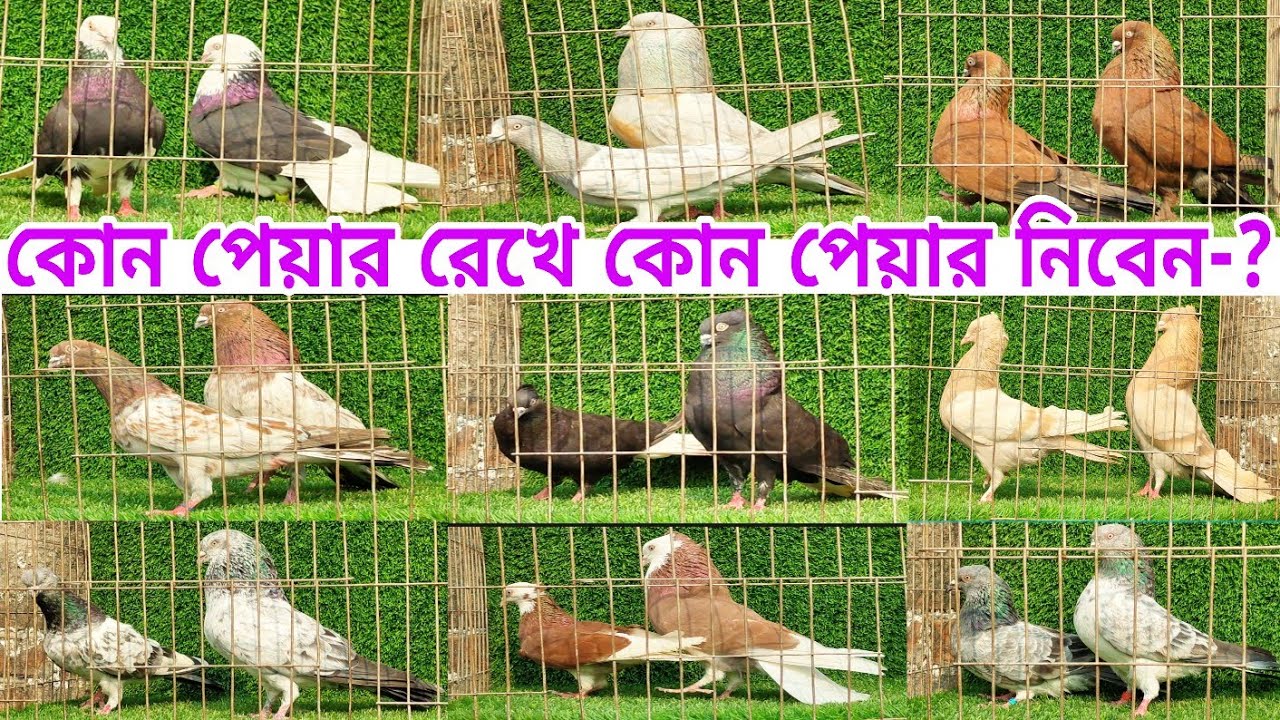 কালারিং ও গিরিবাজ কবুতরের স্পেশাল কিছু কালেকশন দেখুন Gribaz coloring Pigeions #shorts #pigeon #birds