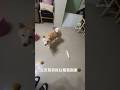 豆皮不幫我撿白蘿蔔😒