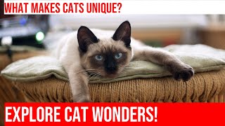 Explore the Amazing World of Cats: Paws of Wonder by Meow-sical America 121 views 5 months ago 4 minutes, 59 seconds