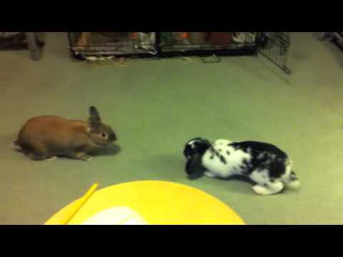 two female rabbits fighting