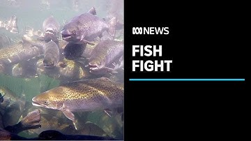 Tasmanian salmon industry hits back at opponents | ABC News