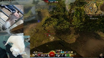 Guild Wars 2 GW2 Sylghost thief roaming AngryAaron part 7
