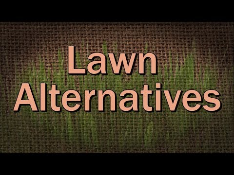 Video: Alternativy rostlin k tradiční trávě – zahradnické know-how