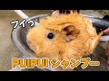 シャンプー中に脱走を試みるモルモットですが、可愛いので良しとします。Shampoo guinea pigs.