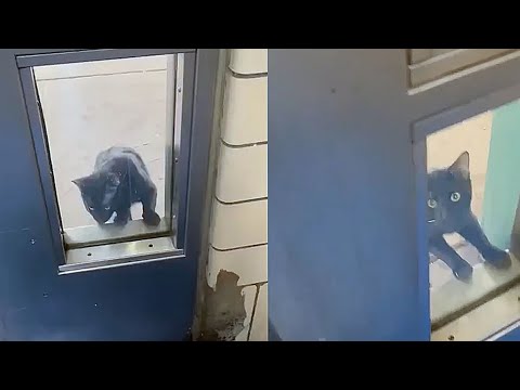 Замерзший котик просился в дом, он больше не мог жить на улице, ему нужна была любовь!