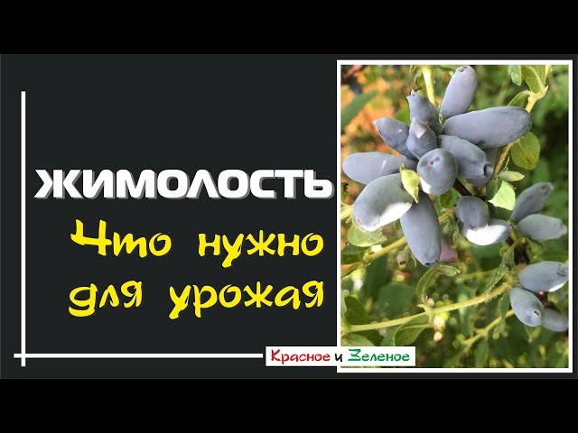 Сбор и хранение плодов