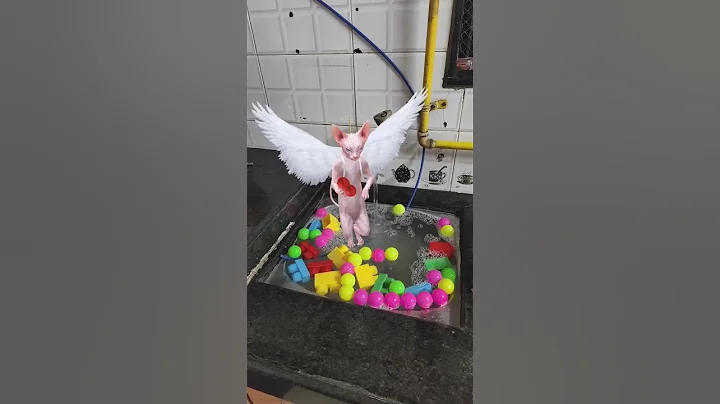 Watch the video about Cat ko gussa aa gya 😂 #cat #pets #viralvideo #funny #trending #shorts #sphynx #sphynxcommunity