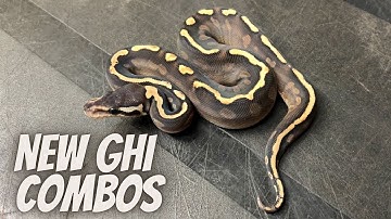 How Tough Is It To ID Them? Redstripe, GHI And Cinnamon Clutch