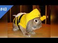 #40 FUNNY PETS / СМЕШНЫЕ ВИДЕО 2021 / Я РЖАЛ ПОЛЧАСА / СМЕШНЫЕ ЖИВОТНЫЕ